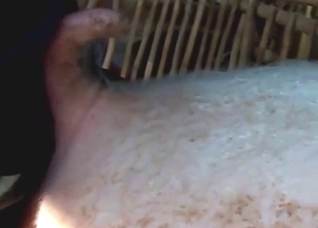 Slutty pig is going to get fucked by a zoophile