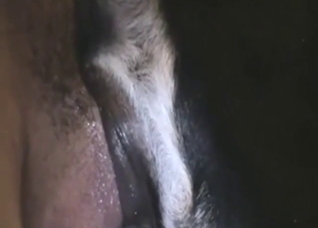 Dog fuck scene with a guy who slides in and out