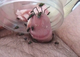 Flies attach themselves to dick to make him cum