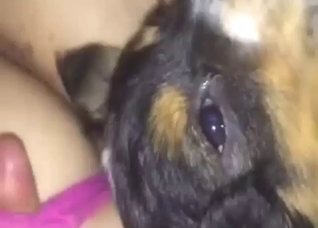 Teen's ass is getting polished by a sexy mutt here