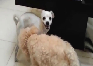 White dog's penis is getting stroked in this one