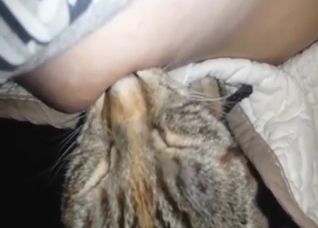 Cat is going to worship her sensitive nipple