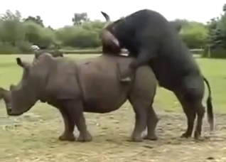 Homosexual animals are going to fuck harder