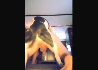 You get to see a hard-dicked dog fuck his ass