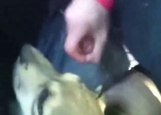 Pitbull puppy gets creampied and it's awesome