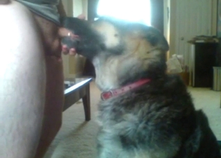 Dude has a slutty dog sucking on that boner