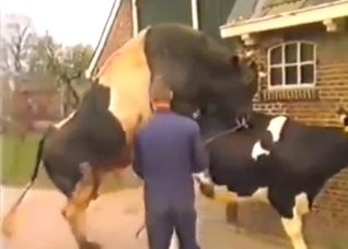 Cow fucking session with animals that look HOT