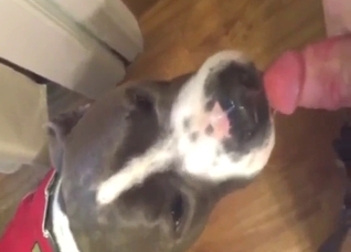 Dog wants to play with his own fucking semen