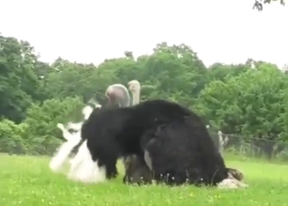 Ostrich is going to blow an awesome load today