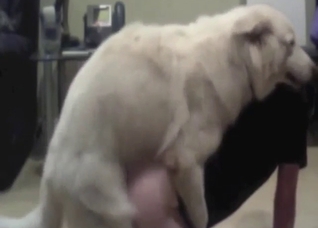 German Shepherd fuck with a brunette beauty