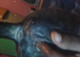 Dude is going to finger that animal's tight hole