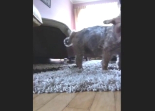 Yorkie is going to explode thanks to fingering