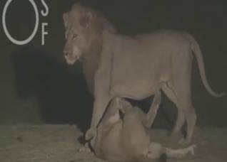 Lion fucking session with two beasts that CLIMAX