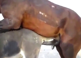 Brown stallion is ravaging that hot hole outside