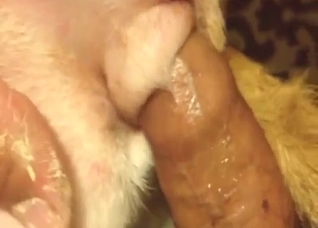 Close-up fucking with a dog's eager fuckhole