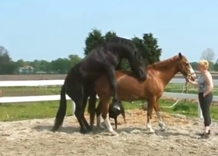 Horse breed fuck with assistance and orgasms