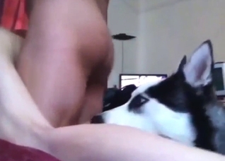 Husky is going to lick this dude's gay-ass penis