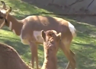 Camel and gazelle fuck scene, it's all taboo