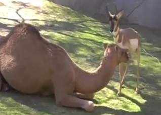 Camel and gazelle fuck scene, it's all taboo