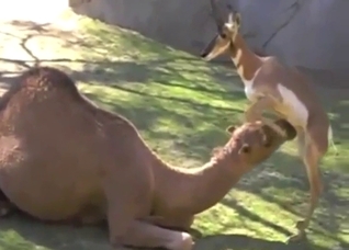 Camel and gazelle fuck scene, it's all taboo