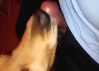 Dog will lick a juicy dick to make him harder