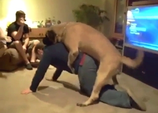 Mastiff is going to dry-hump a dude comedically