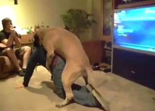 Mastiff is going to dry-hump a dude comedically