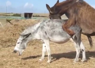 Sexy animals banging each other in the wilderness
