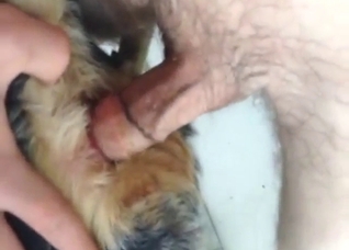 Amazing dog anal fuck with a submissive creature