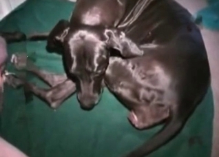 Black Doberman gives a nice blowjob