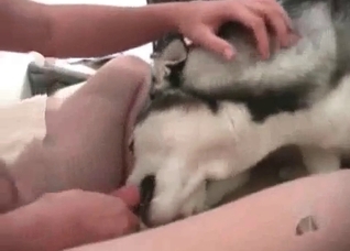 Small young husky in the bestial vid