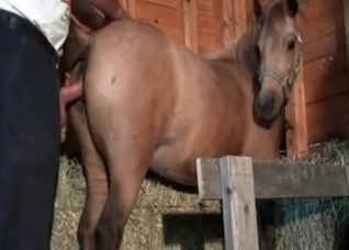 Hardcore stallion fucks in the barn