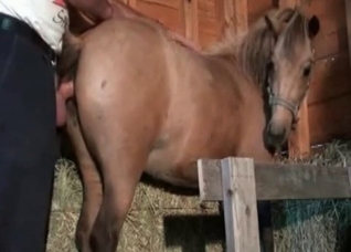 Hardcore stallion fucks in the barn