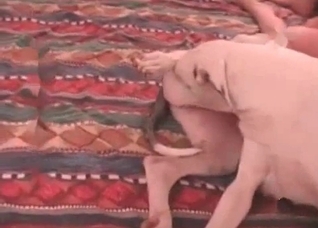 Awesome sex with a cute doggy