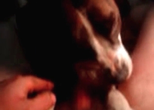 Filthy as hell animal sex with a dog