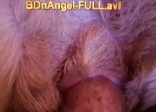 Hardcore dog action in the close-up