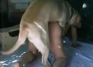 Sex with a dog in the close-up