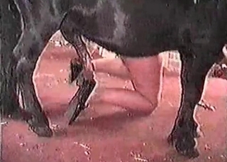 Black horse and a hot pervert