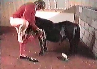 Black horse and a hot pervert