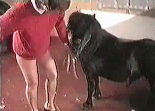 Black horse and a hot pervert