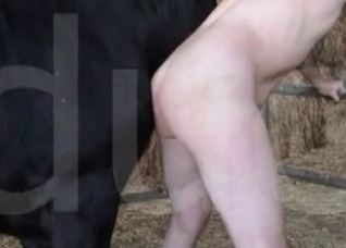 Big cock of a nice looking horse