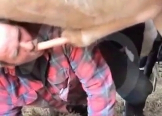 Big cock of a nice looking horse