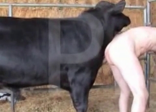 Big cock of a nice looking horse