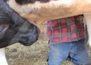 Big cock of a nice looking horse