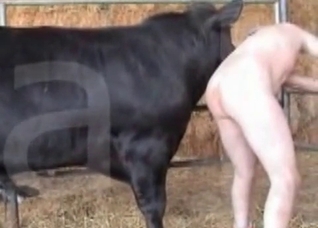 Big cock of a nice looking horse