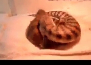 Two lizards are enjoying nasty sex