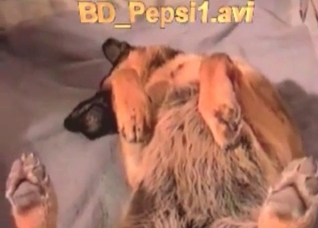 Cute hound is licking her juicy snatch