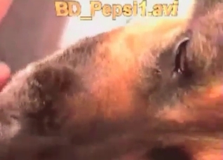 Cute hound is licking her juicy snatch