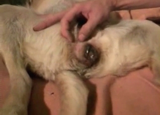 Sexy retriever is enjoying animal sex