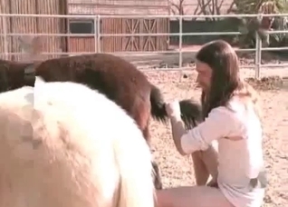 Awesome animal anal sex in close-up